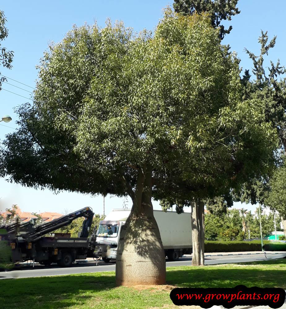 Brachychiton rupestris tree care