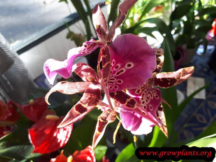 Brassia shelob tolkien flower orchid plant