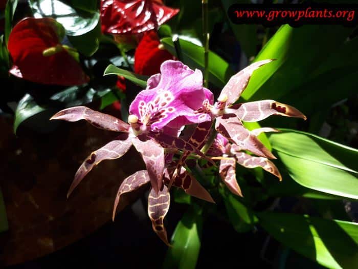 Brassia shelob tolkien flower