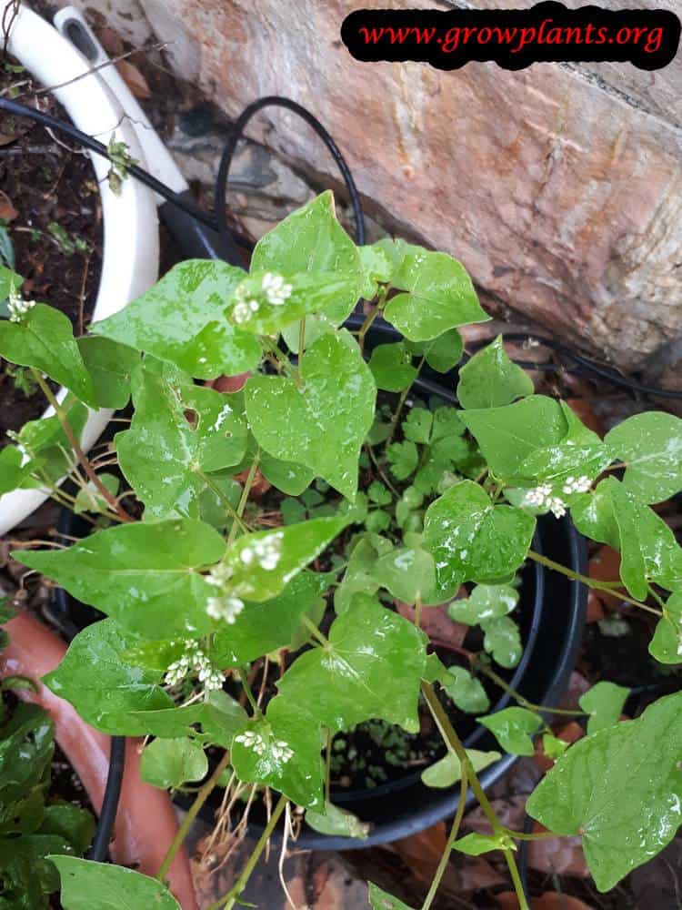 Buckwheat plant