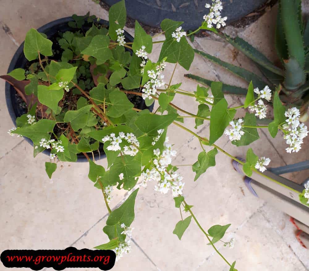 Buckwheat plant care
