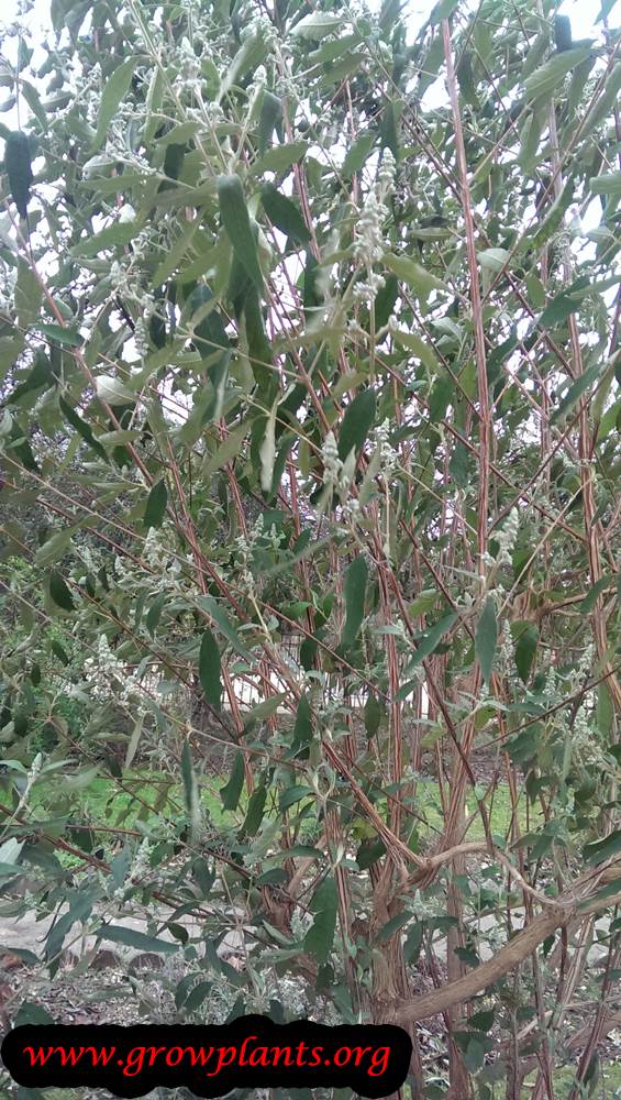 Buddleja officinalis