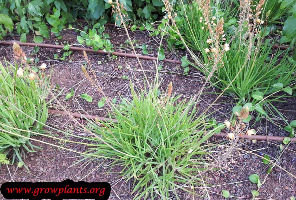 Bulbine frutescens