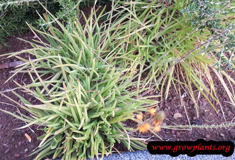 Bulbine frutescens plant care
