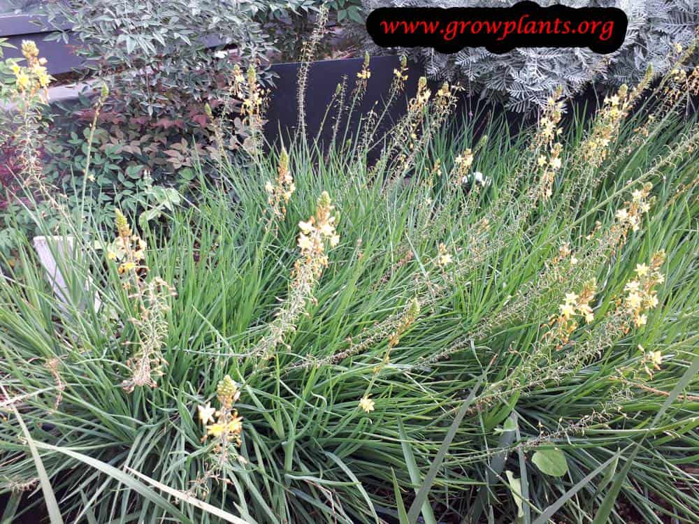 Bulbine frutescens flowers
