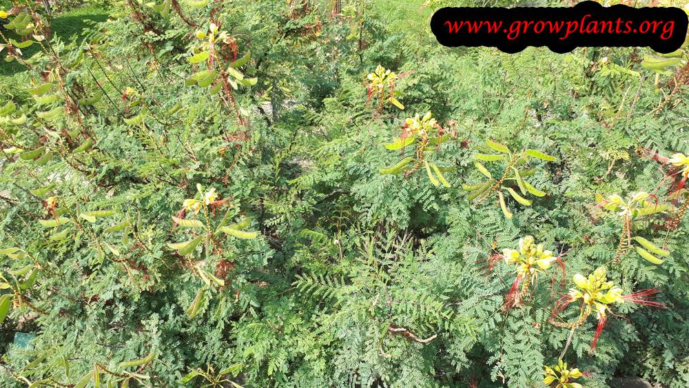 Caesalpinia gilliesii How to grow & care