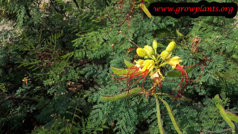Caesalpinia gilliesii flower