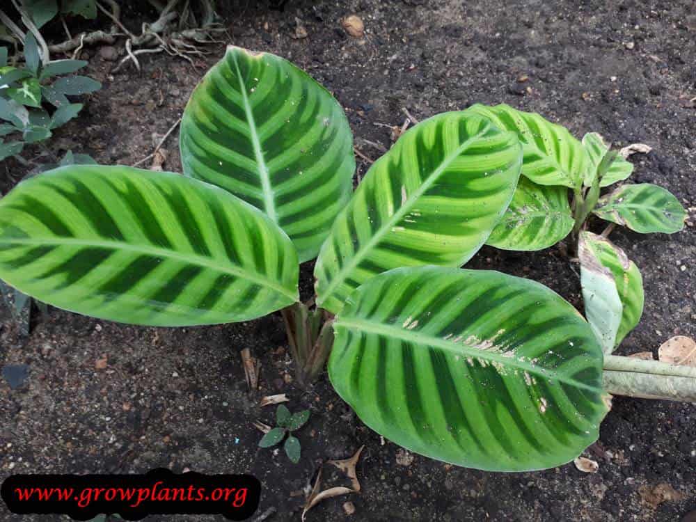 Calathea zebrina