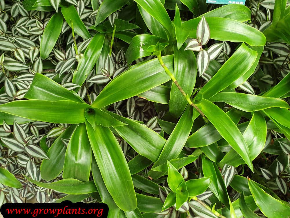 Callisia fragrans