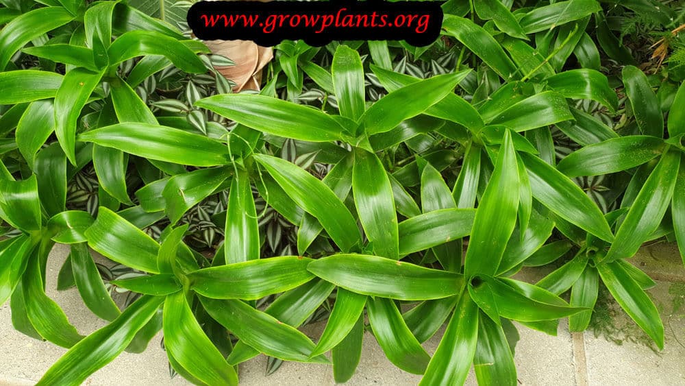 Callisia fragrans plant care