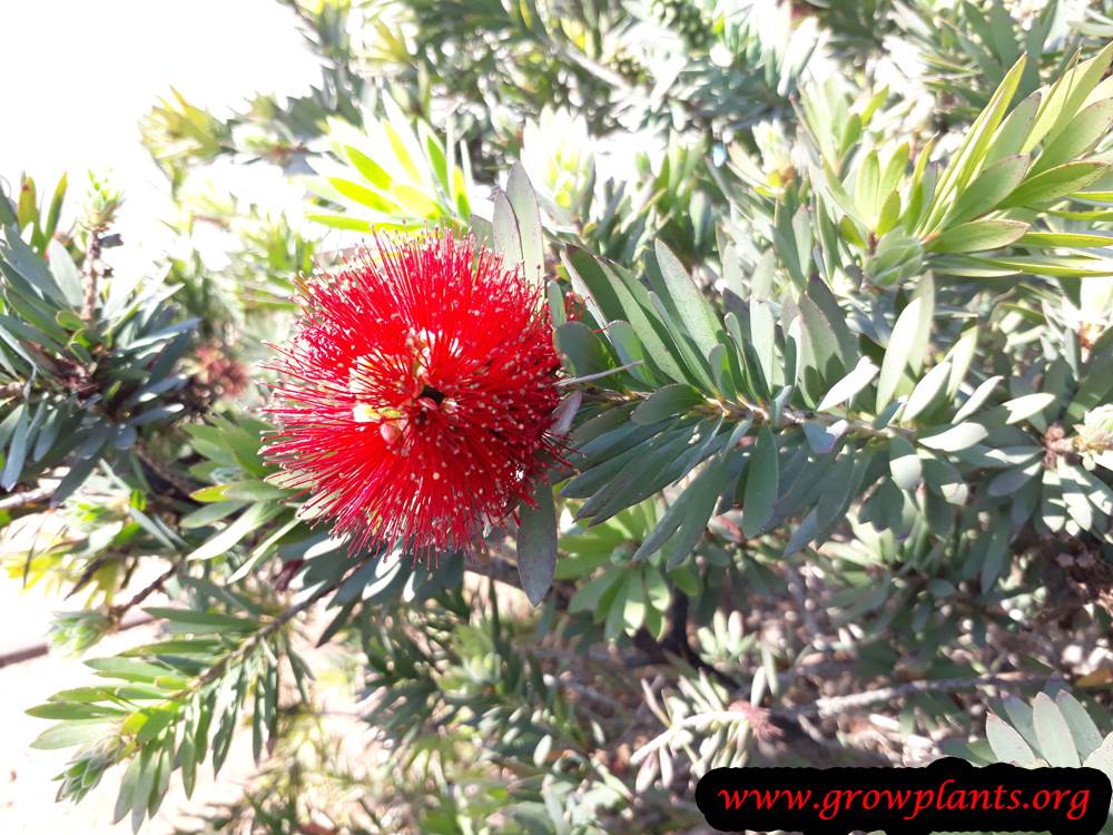 Callistemon flowers
