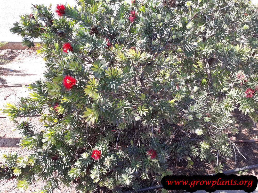 Callistemon plant care
