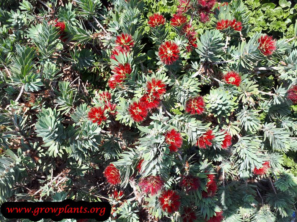 Growing Callistemon plant