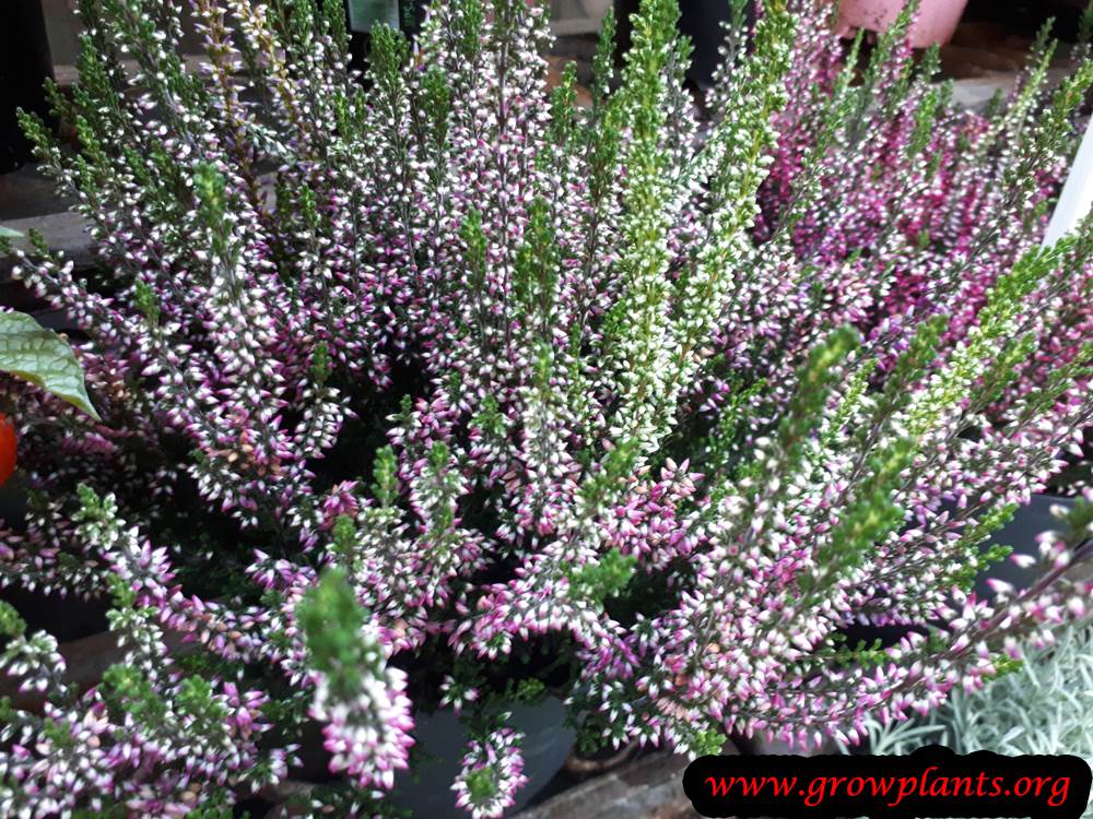 Growing Calluna vulgaris