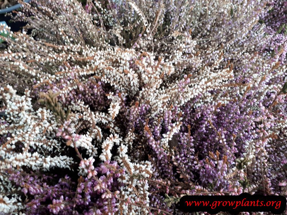 Calluna vulgaris flowers