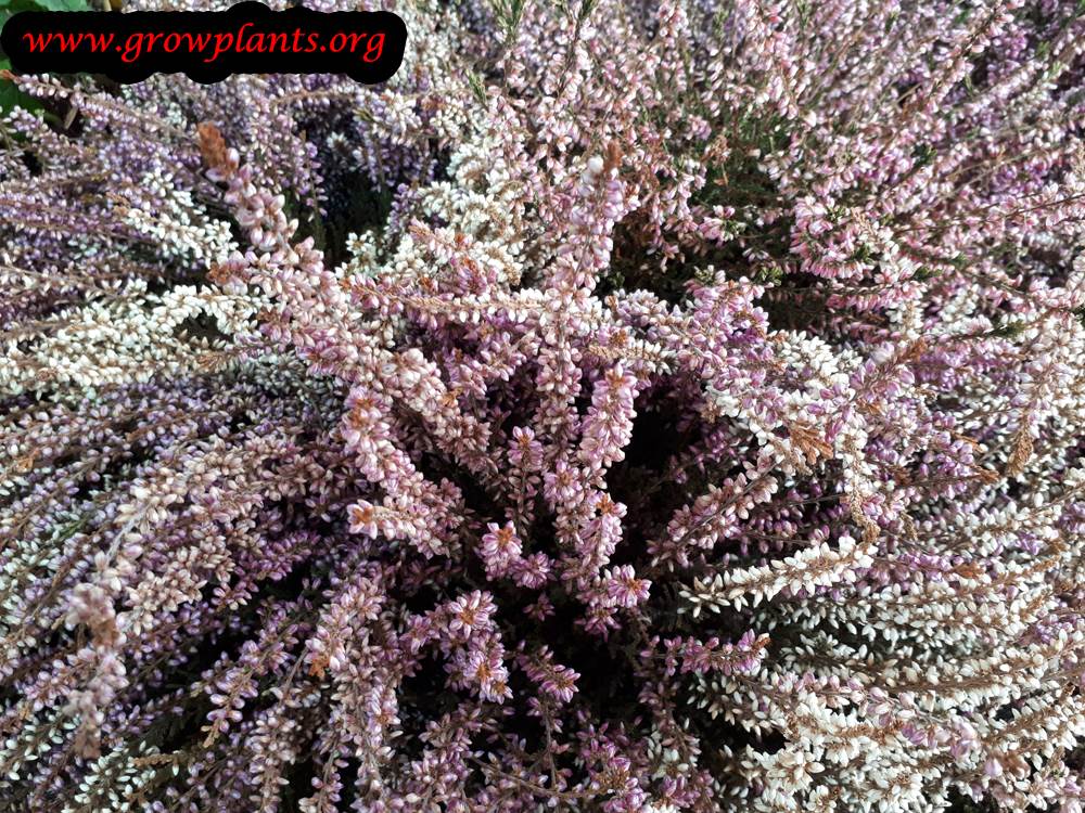 Calluna vulgaris blooming