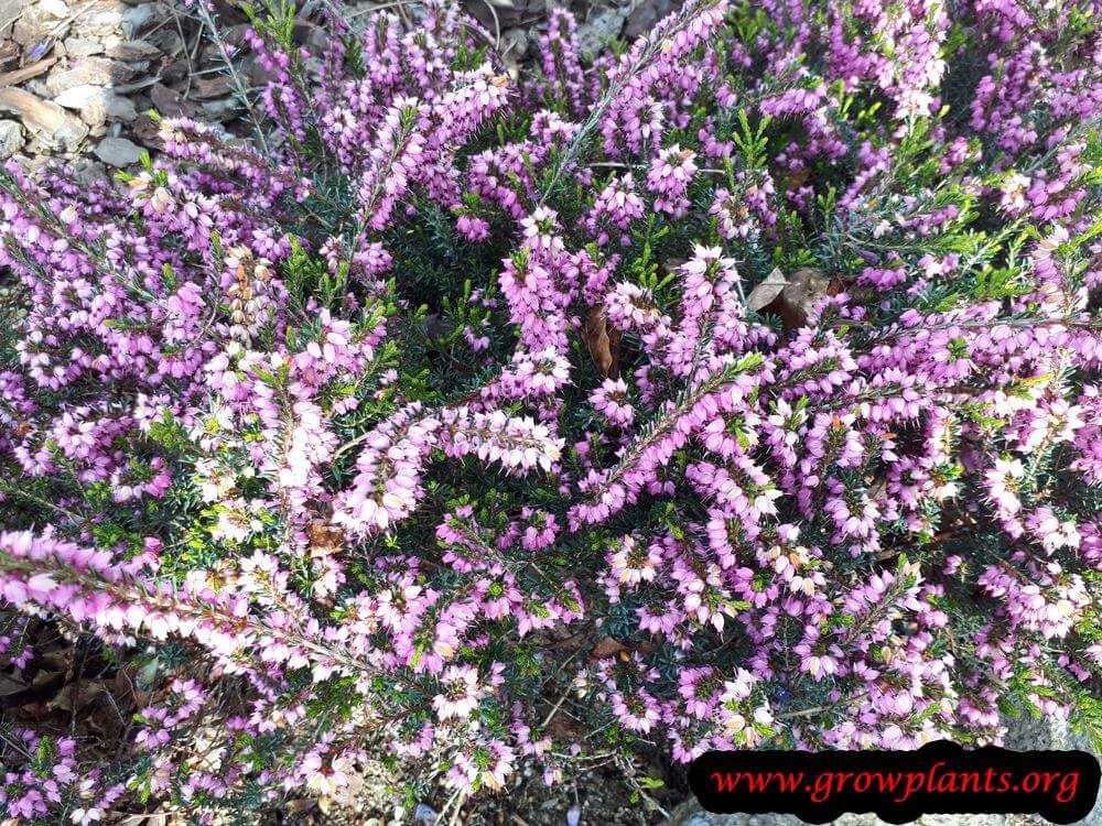 Calluna vulgaris grow and care