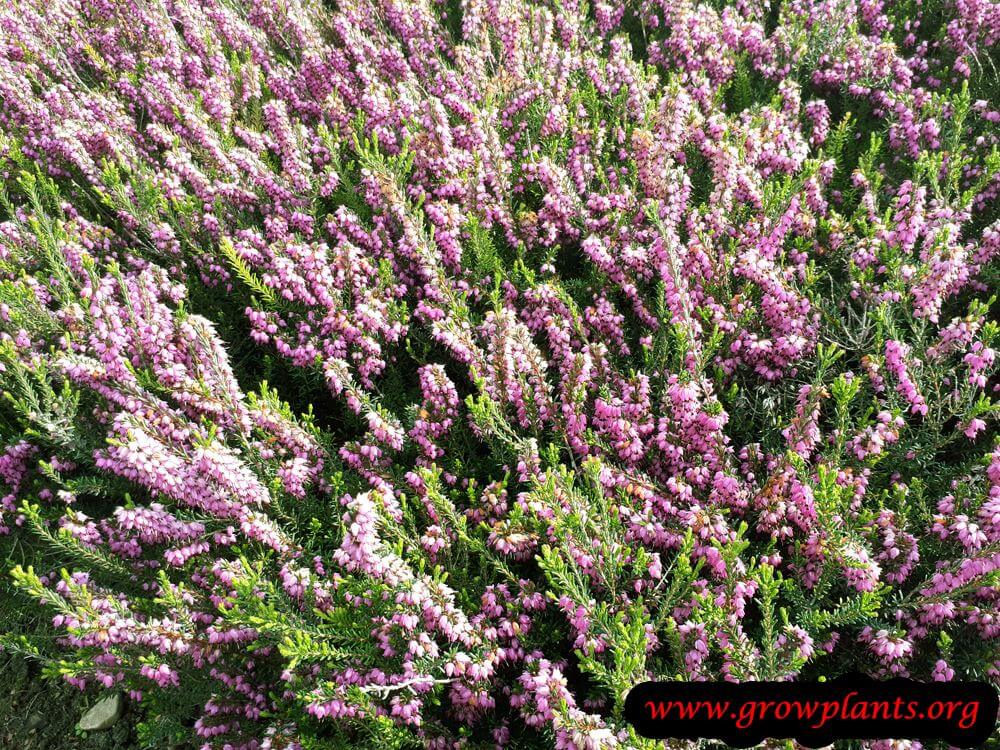 Calluna vulgaris bloom