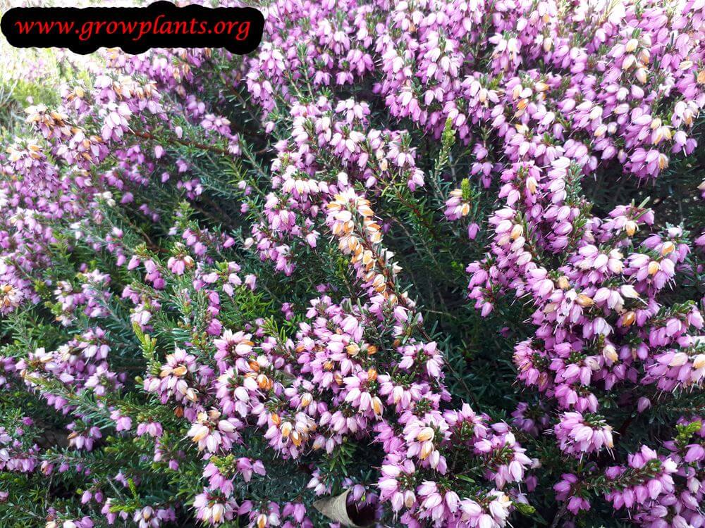 Calluna vulgaris bloom season