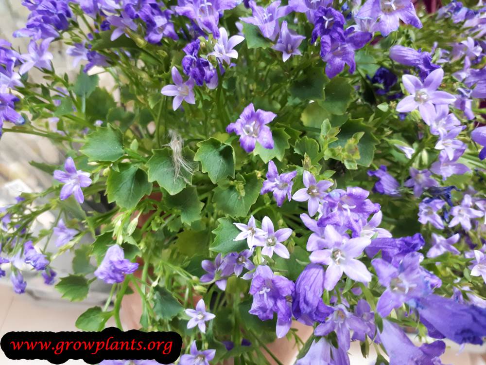 Campulana plant blooming