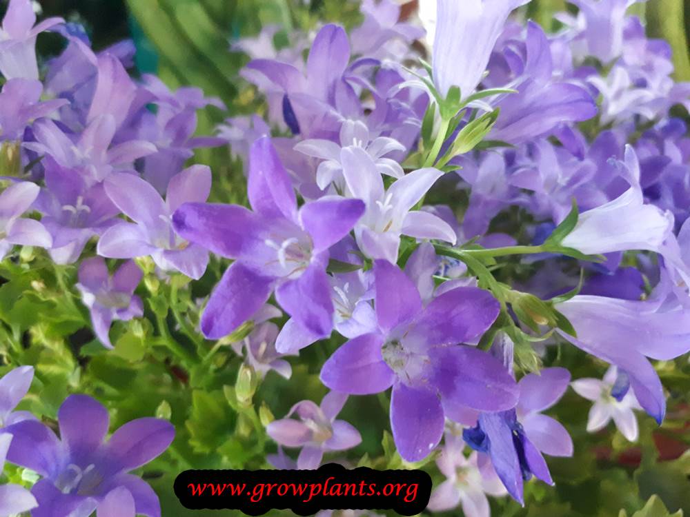 Growing Campulana plant