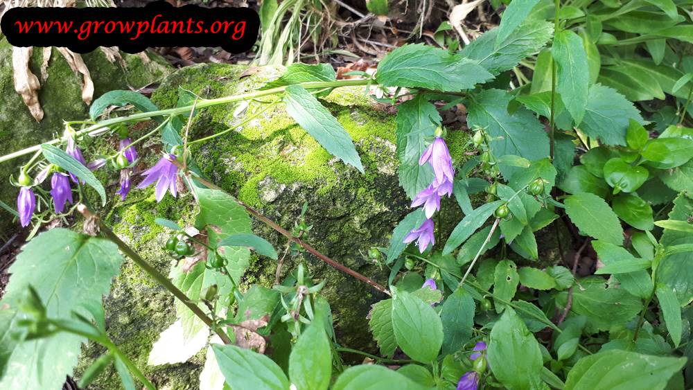 Campanula bononiensis