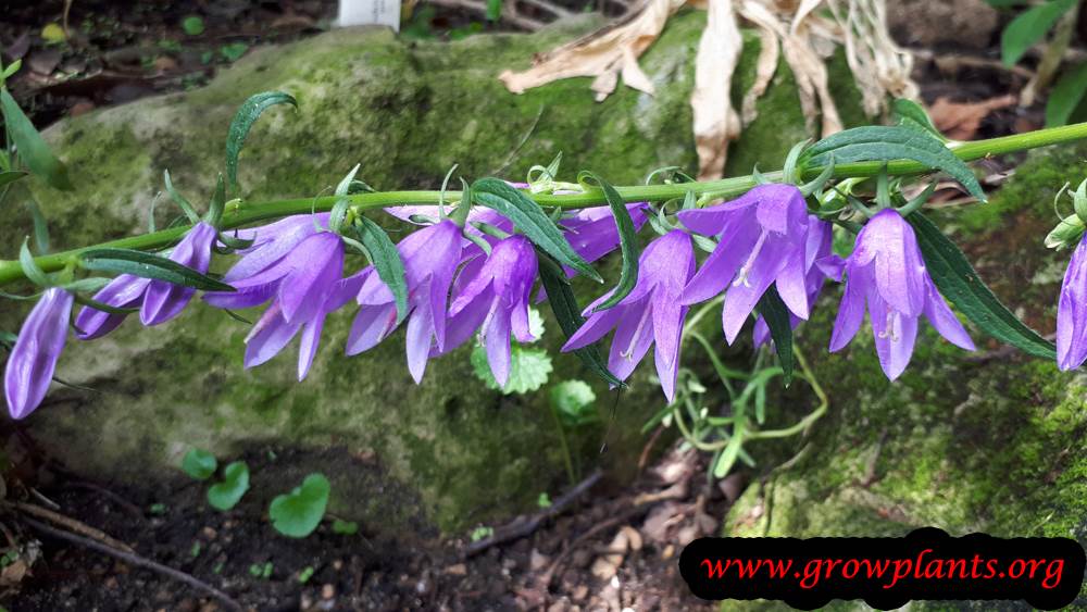 Campanula bononiensis flower