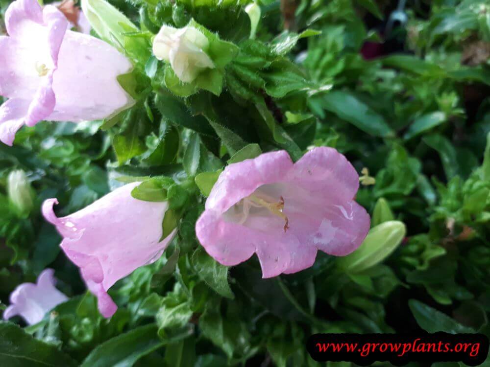 Canterbury bells How to grow & care