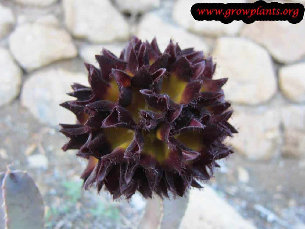 Caralluma speciosa flower