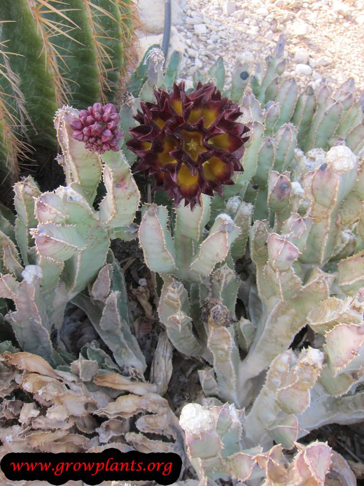 Caralluma speciosa