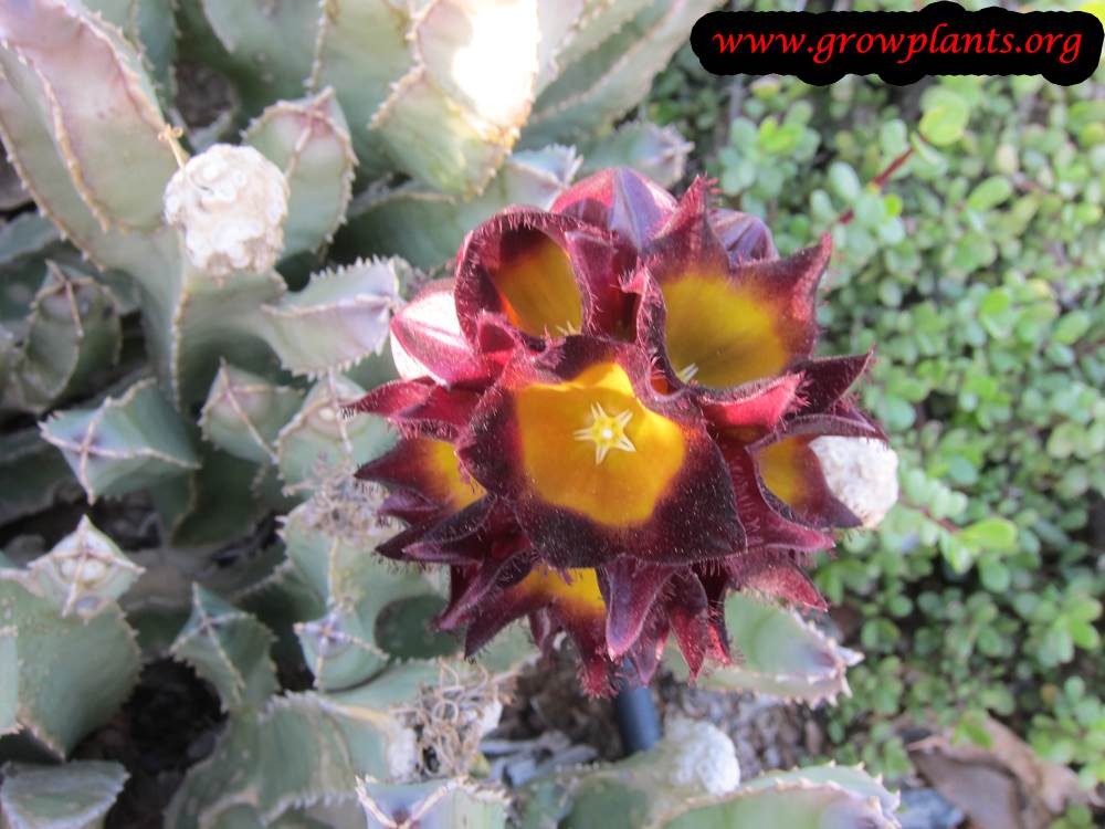 Caralluma speciosa plant care