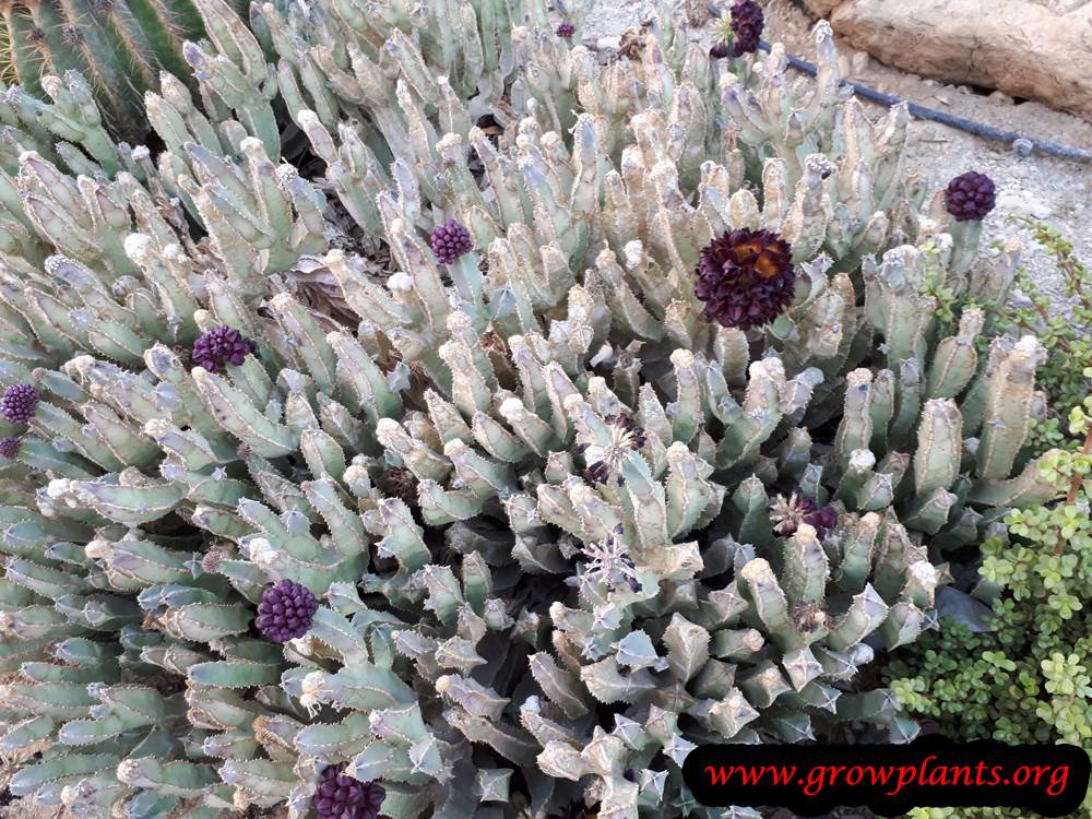 Growing Caralluma speciosa