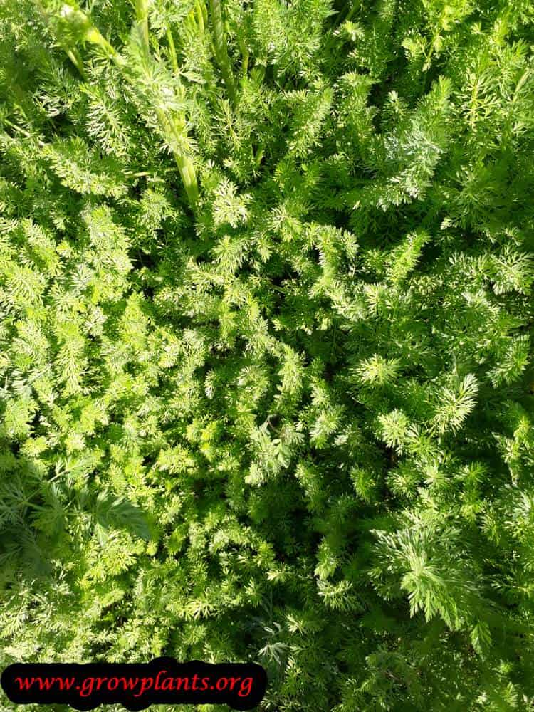 Caraway plant