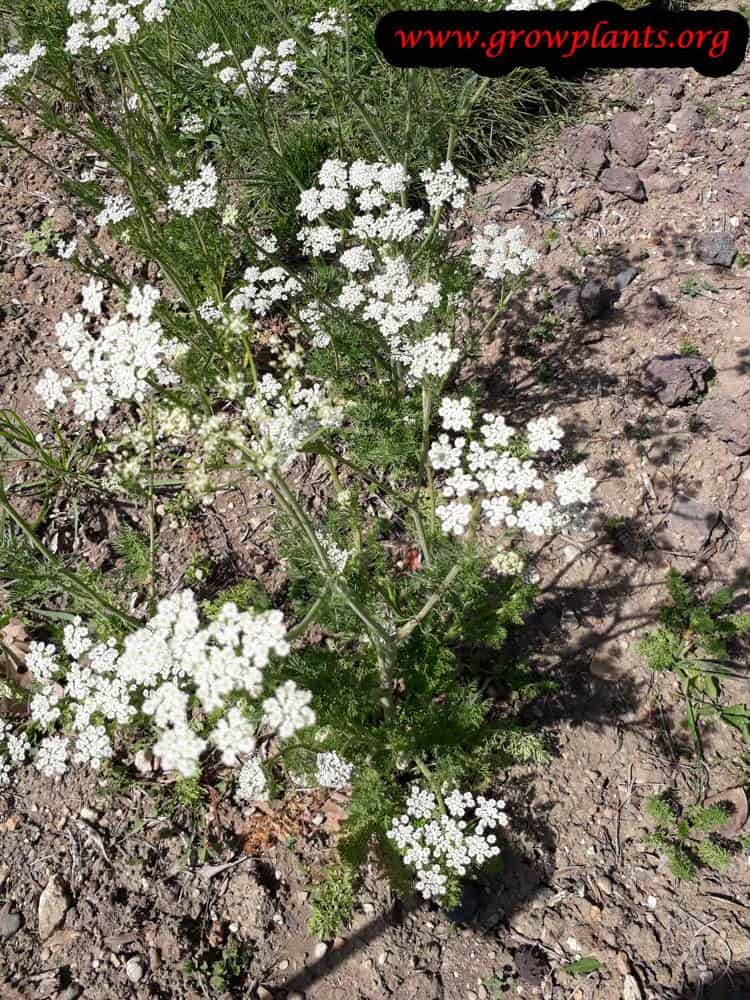 Caraway plant care