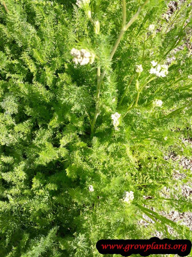 Growing Caraway plant