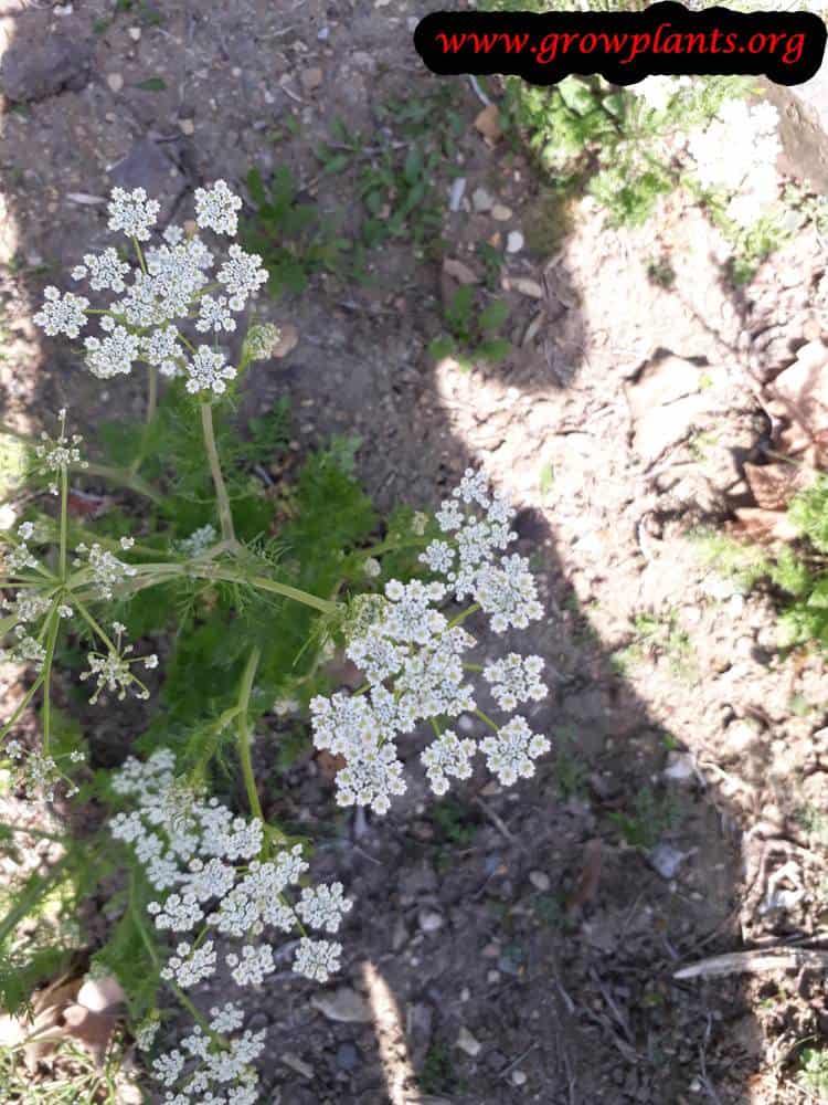 Caraway plant flower