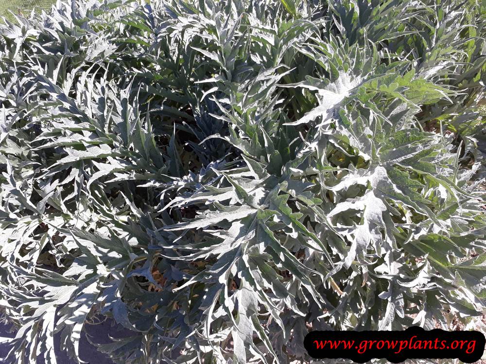 Cardoon plant care