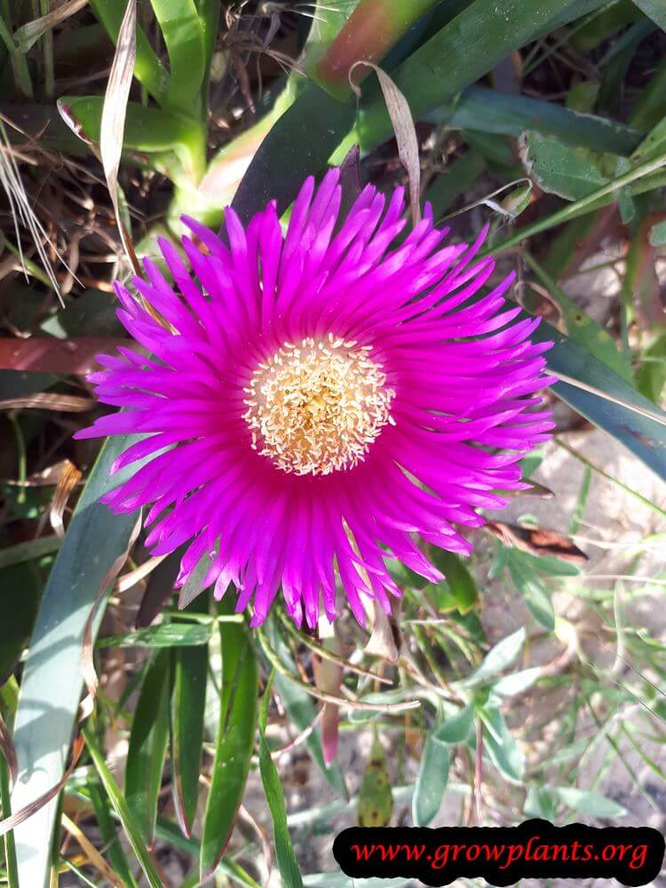 Carpobrotus edulis purple flower