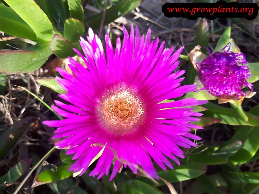 Carpobrotus edulis blooming