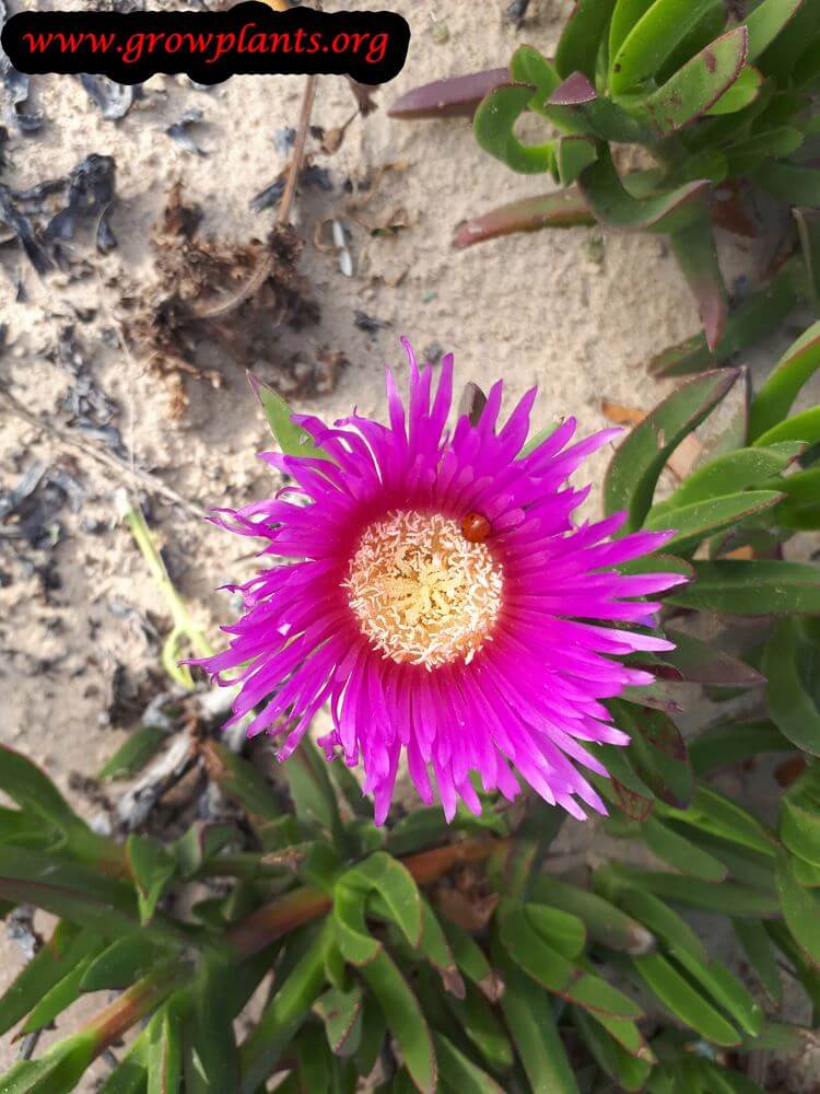 Carpobrotus edulis blooming season