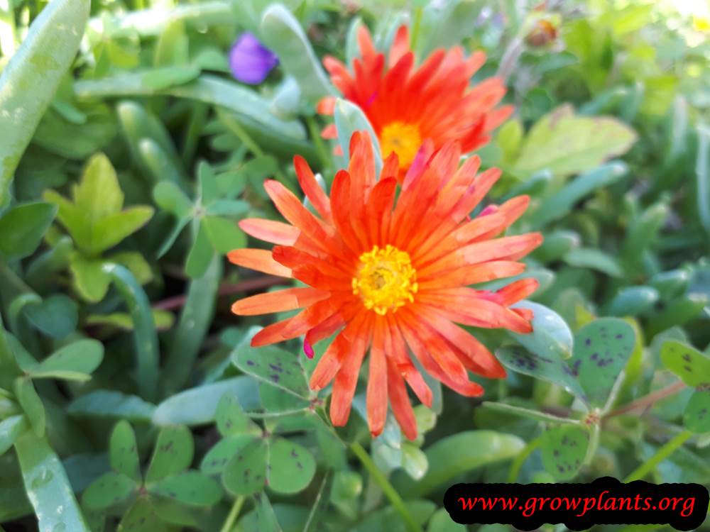 Carpobrotus edulis orange flower