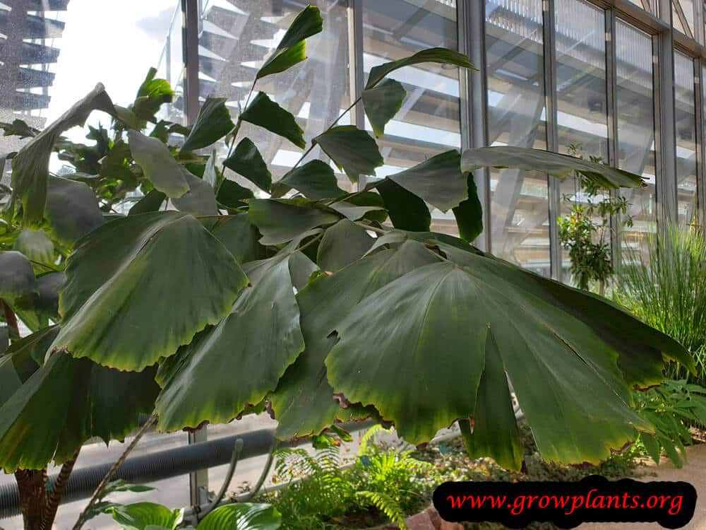 Chrysanthemum pacificum leaf