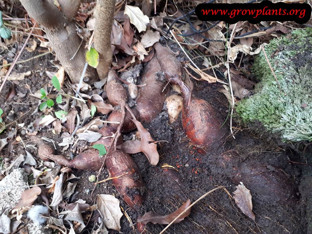Harvesting Cassava