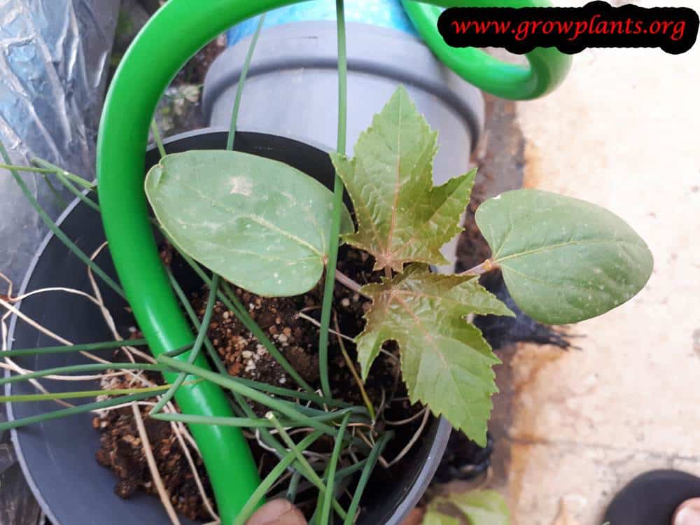 Castor beans sowing