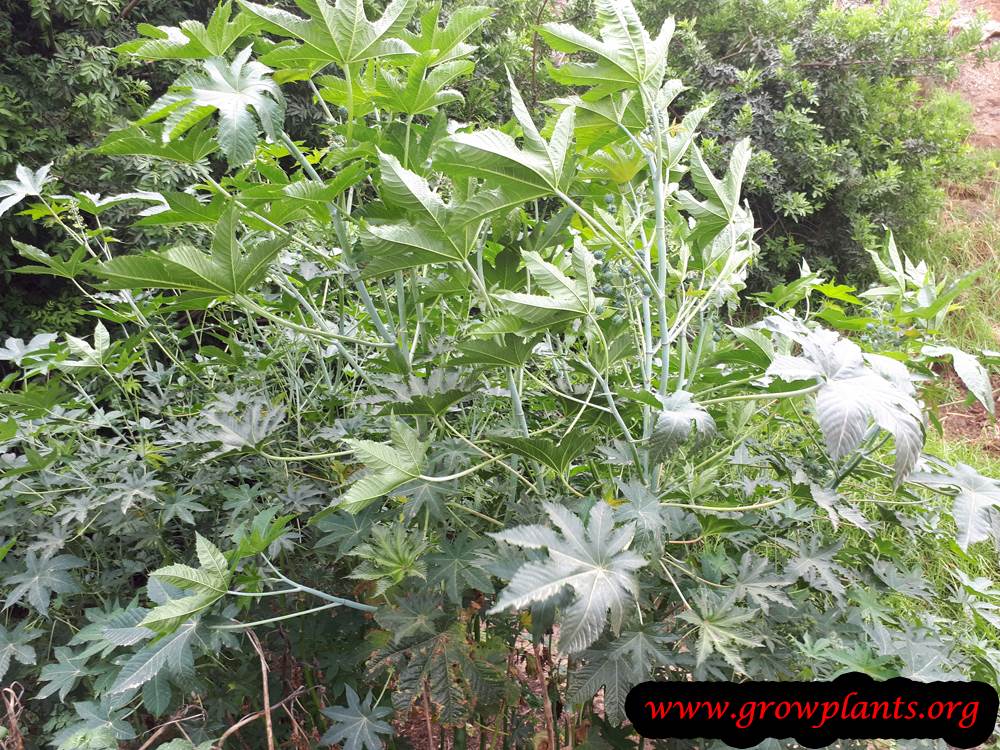 Castor beans plant care