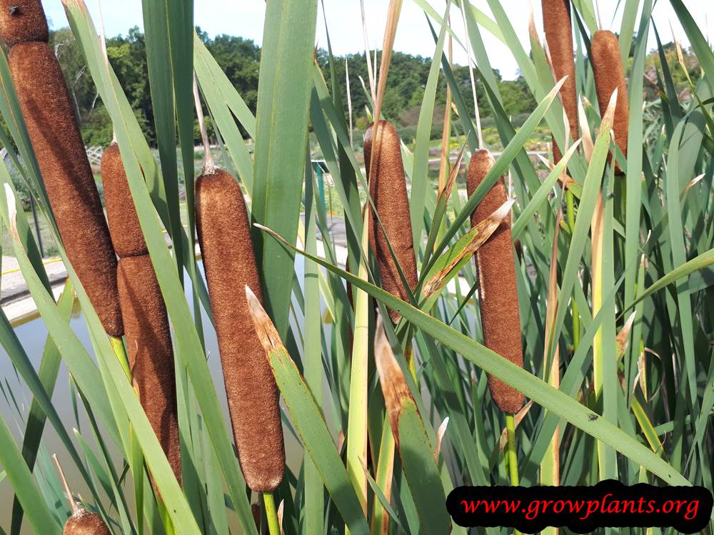 Cattails How to grow & care