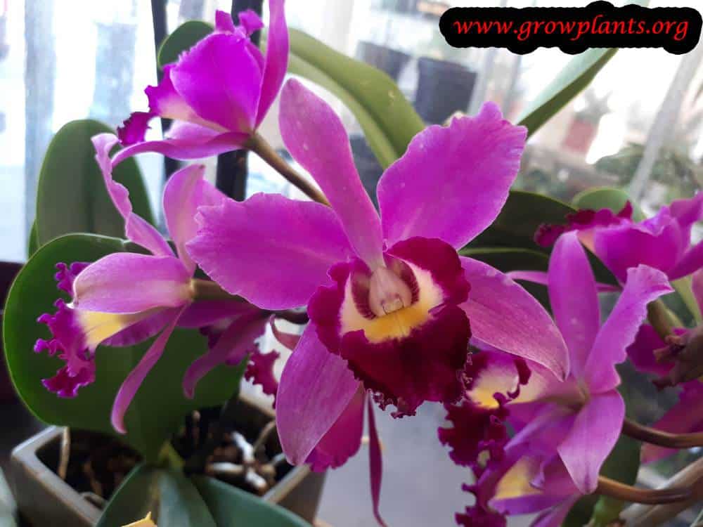 Cattleya blooming