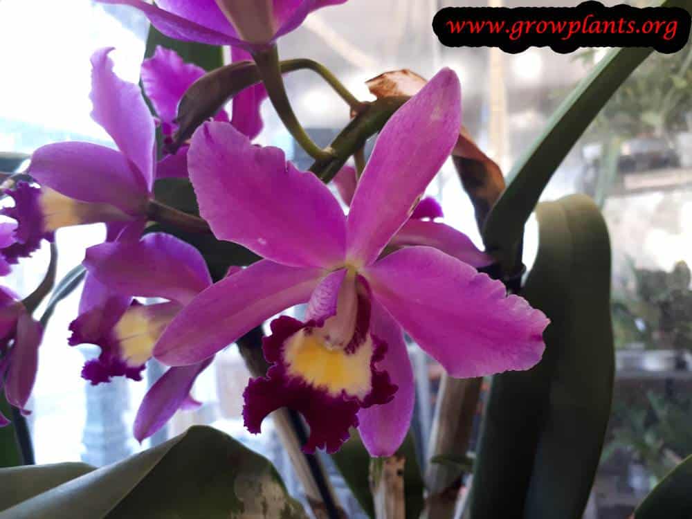 Cattleya blooming season