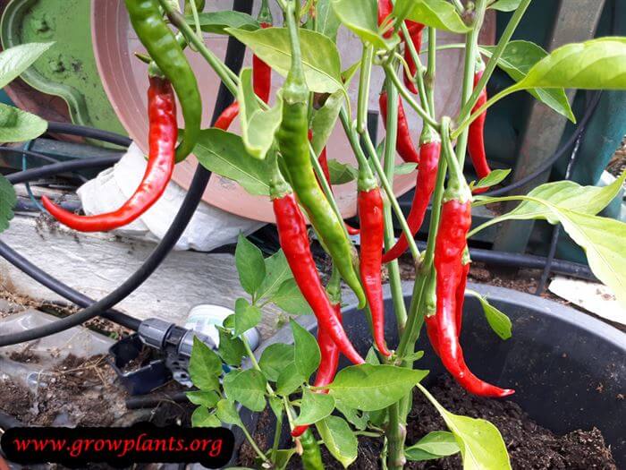 Cayenne pepper plant