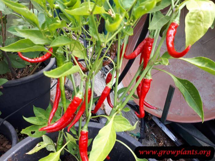 Grow and care Cayenne pepper plant